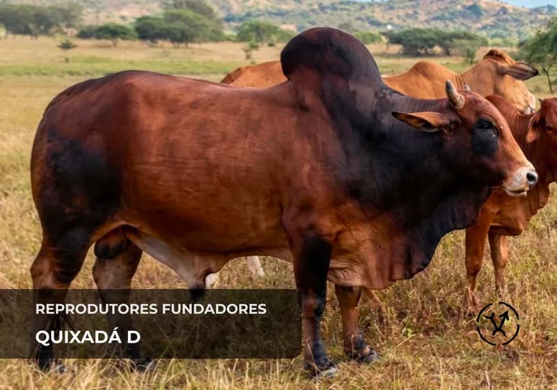 Reprodutores fundadores 2