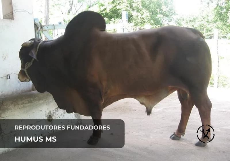 Reprodutores fundadores 4