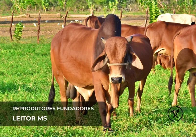 Reprodutores fundadores 5
