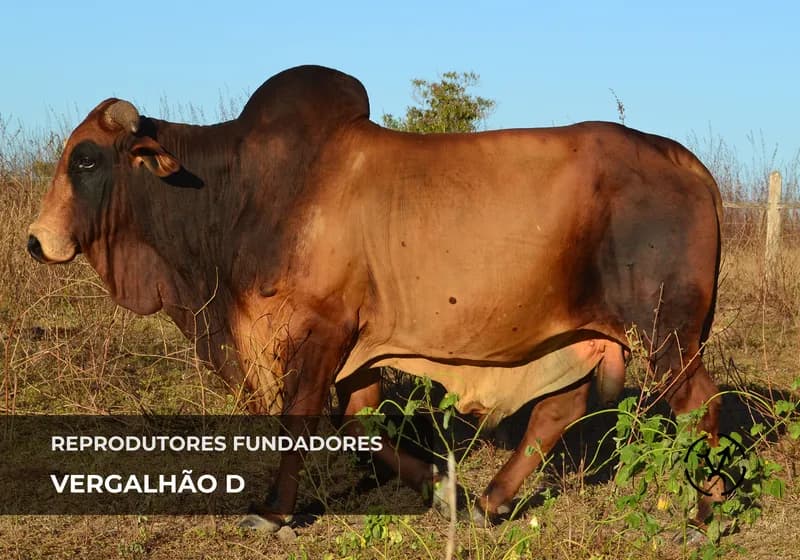 Reprodutores fundadores 7