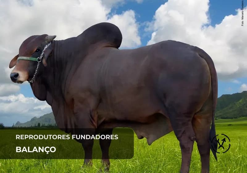 Reprodutores fundadores 10