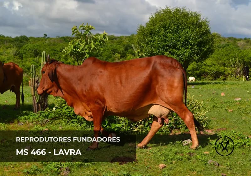 Matrizes fundadoras 9