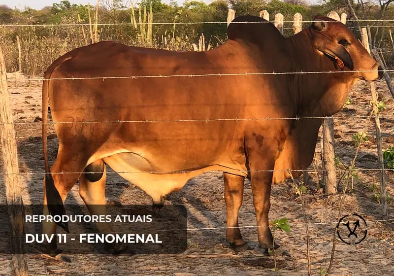 Reprodutores atuais 4