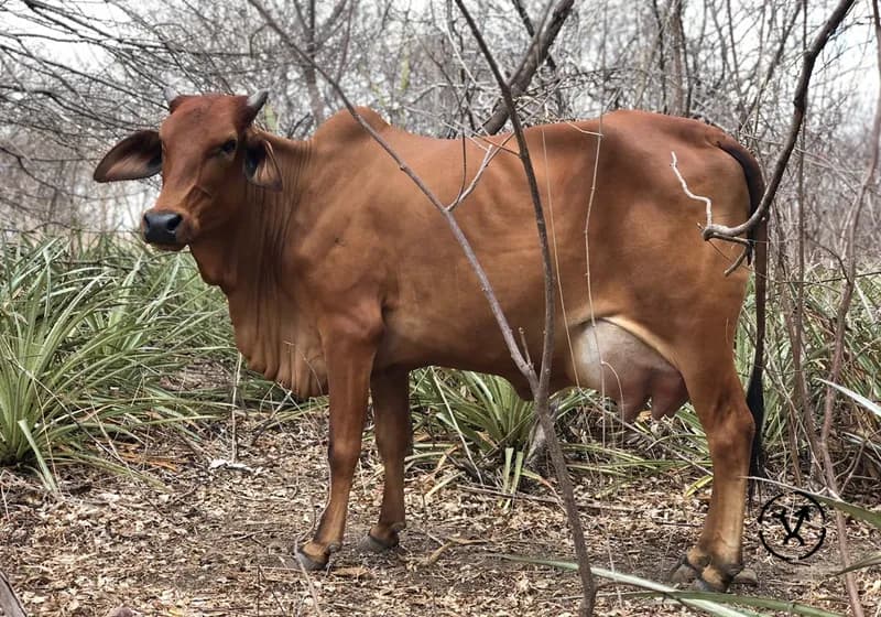 Animais produzidos 2
