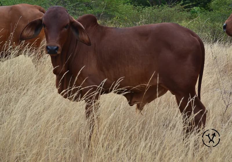 Animais produzidos 5