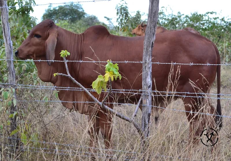 Animais produzidos 6
