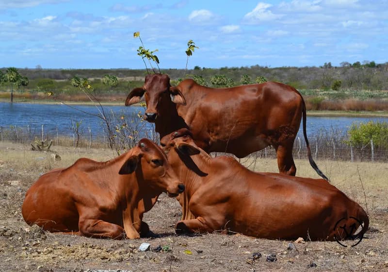 Animais produzidos 8