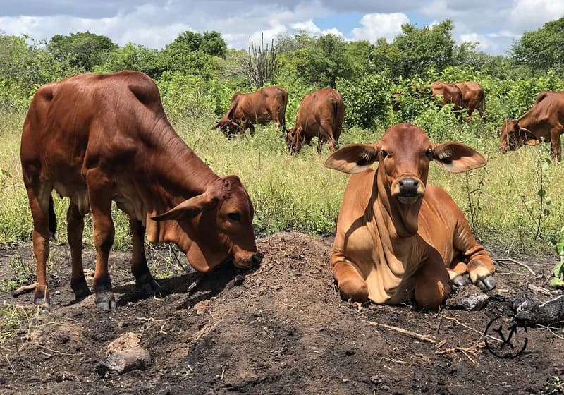 Animais produzidos 9