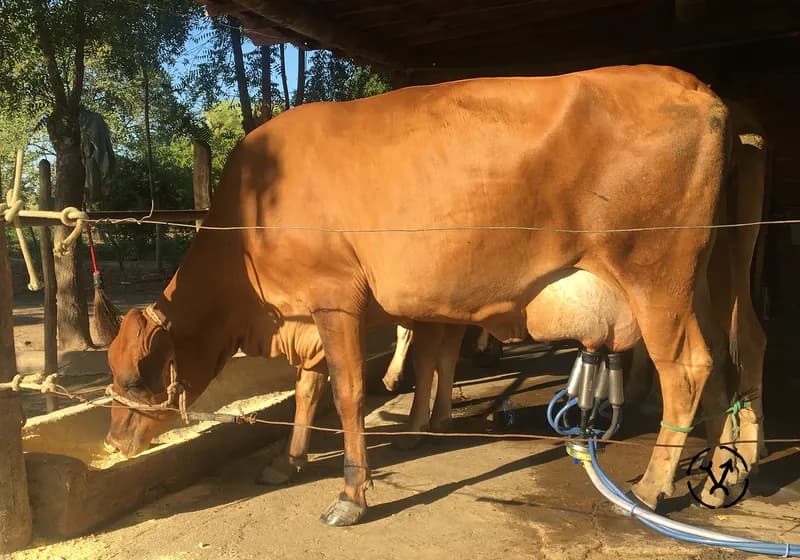 Animais produzidos 11