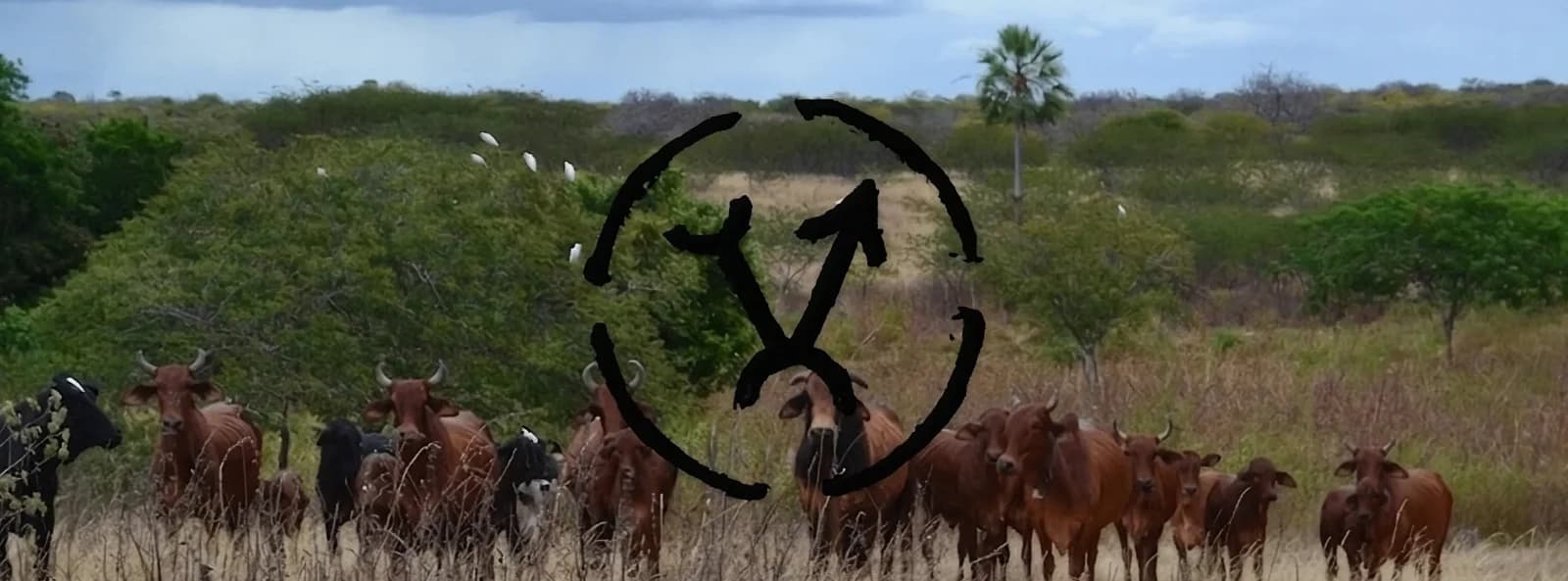Banner de Fazenda Vale do Sindi