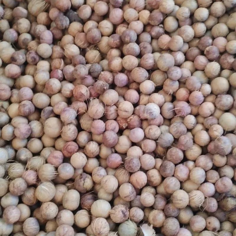 Açaí seco higienizado ensacado – com fibras ou sem casca (biomassa) - Miniatura 3