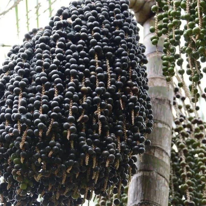 Açaí seco higienizado ensacado – com fibras ou sem casca (biomassa) - Miniatura 4