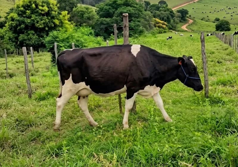 Lote de 9 Vacas de Genética Leiteira 