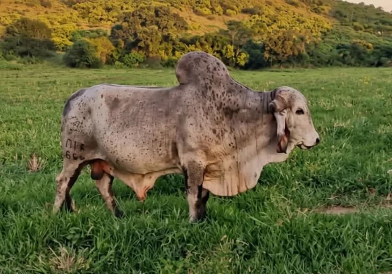 Touro Gir leiteiro de ótima qualidade genética 
