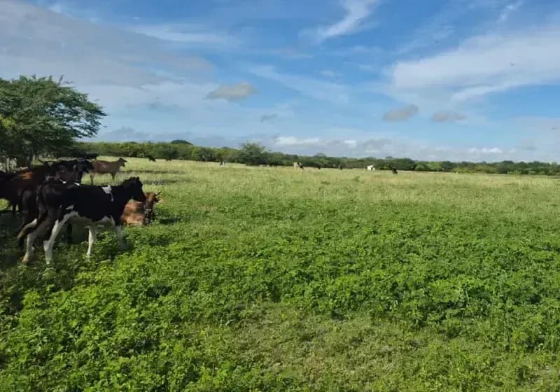 Fazenda — 470 Hectares com Outorga de Água - Miniatura 2