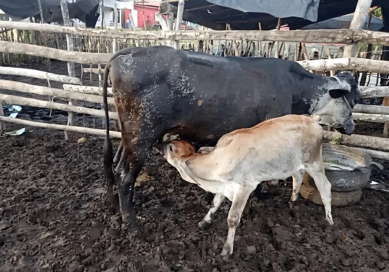 Vaca com Bezerra ao pé