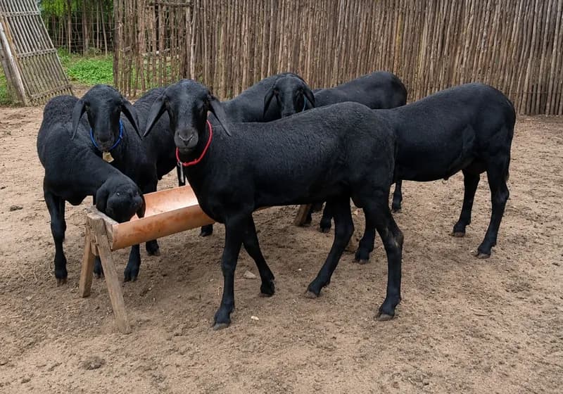 Borrego da Raça Santa Inês