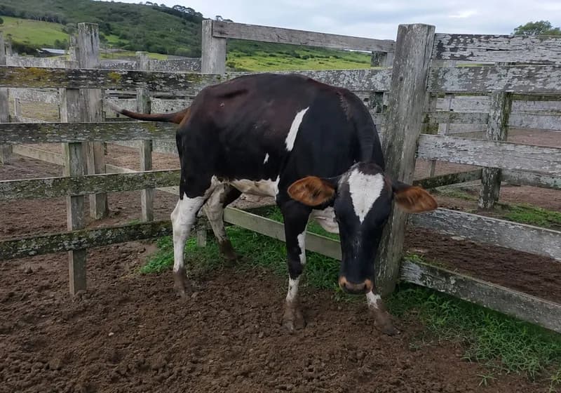Novilha Pardo com Holândes
