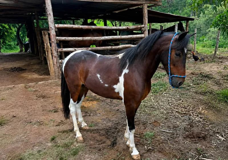 Cavalo Piquira Pampa de Preto 