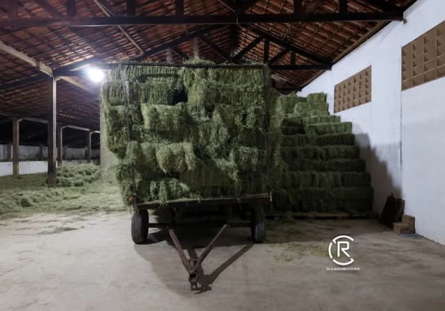 Feno Fardinho – Tifton 85