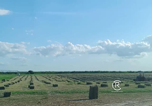 Feno Fardinho – Tifton 85