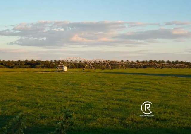 Feno Fardinho – Tifton 85