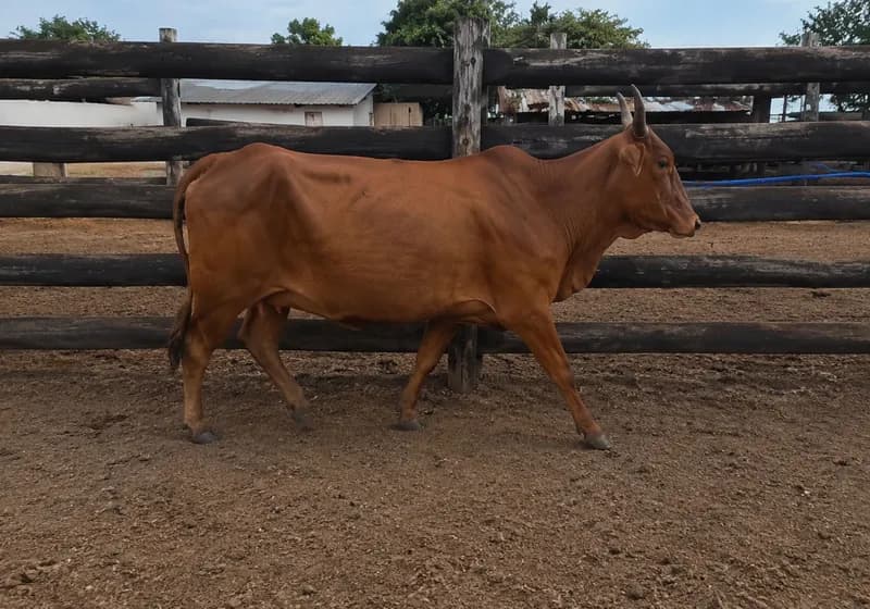 Lote Matrizes PC "SANTA LUZIA" - 07 Rezes