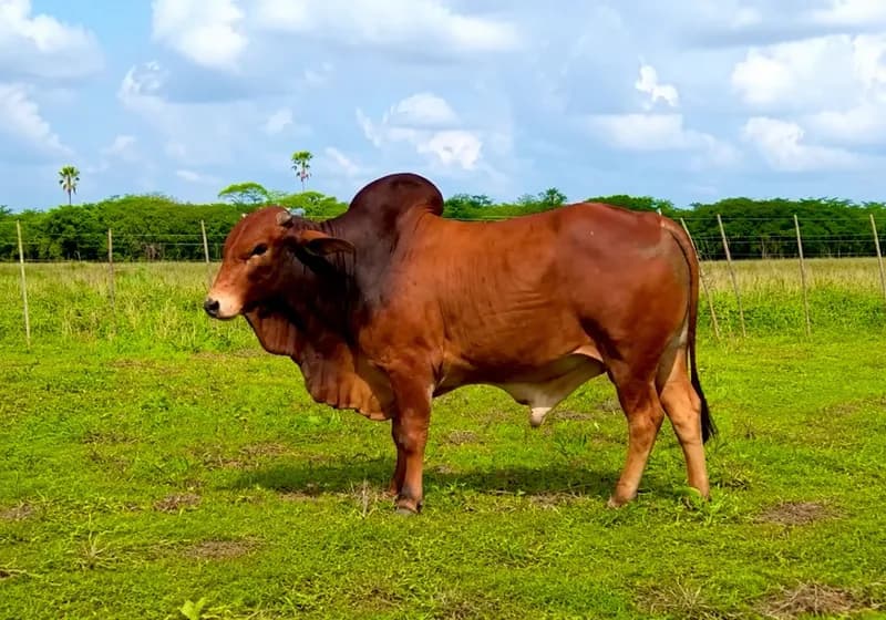 Tourinho da Raça Sindi