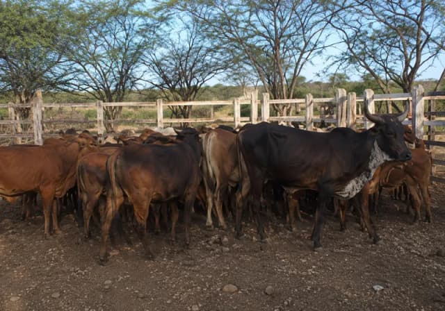 Lote Mestiço Sindi