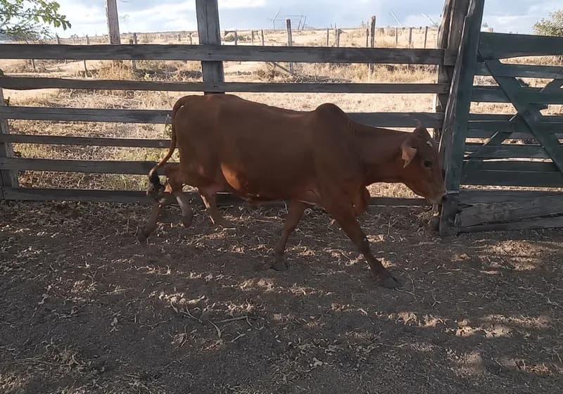 Lote Mestiço Sindi - Miniatura 3