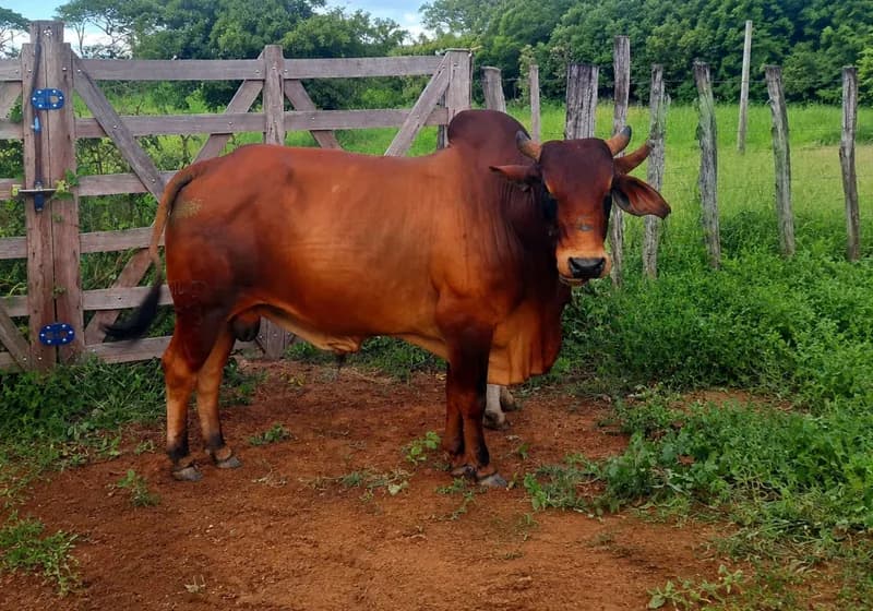 Gado Sindi