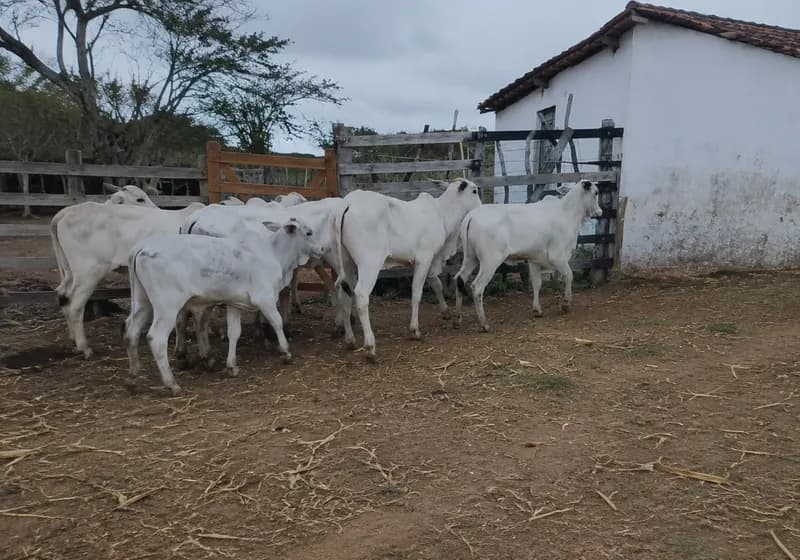 Lote de 10 Novilhas