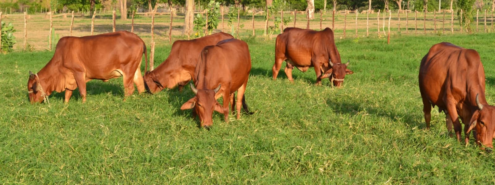 Fazenda Vale do Sindi
