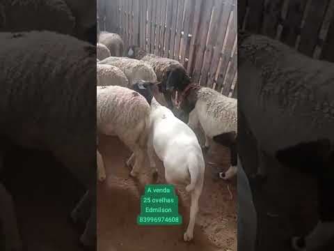 Lote com 25 Ovelhas mestiças com Dorper  - Vídeo