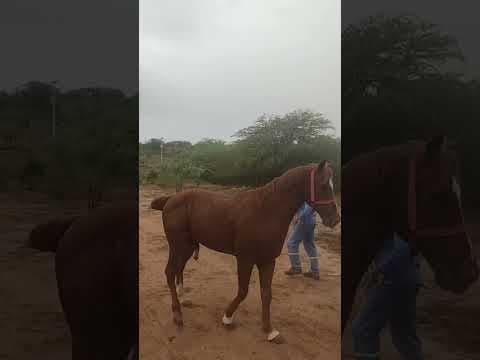 Cavalo Quarto de Milha Escoteiro Keys P274114 - Vídeo