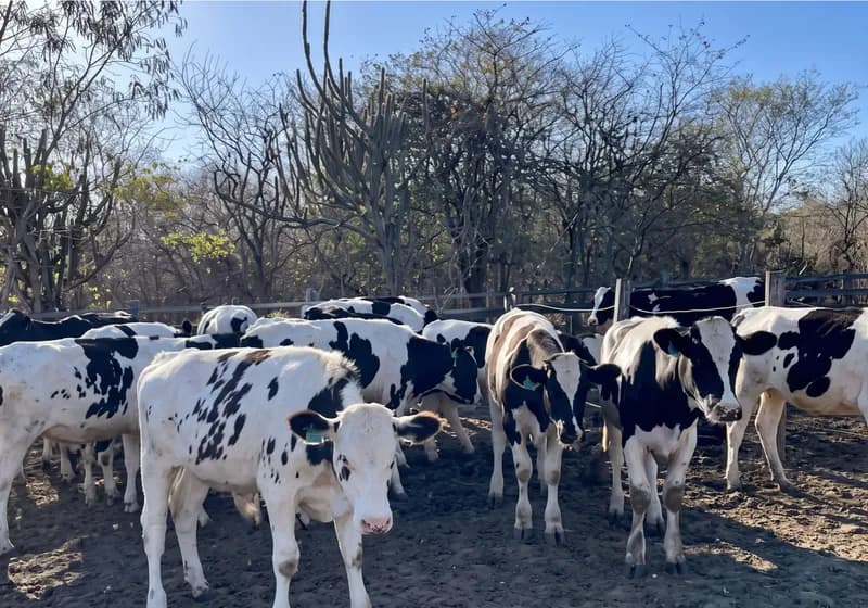 Lote com 20 Gados da Raça Holandês
