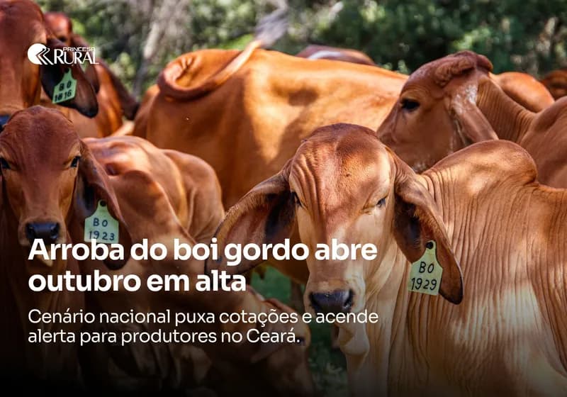 Boi gordo começa outubro em alta e mercado segue firme