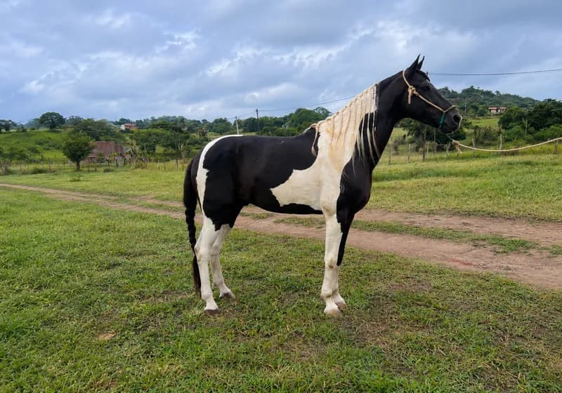 Demolidor do Albefer – Cavalo de Sela Registrado