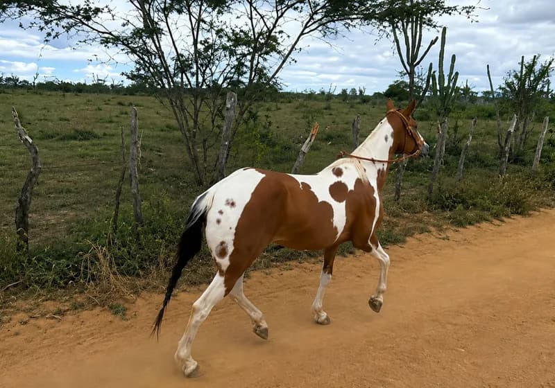 Maria Bonita Belo Jardim – Fêmea MM6 Definitivo Fechado