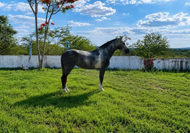 Zoe da pedra Amarela