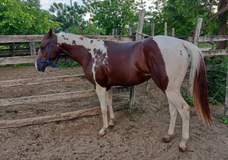 Égua Paint Horse