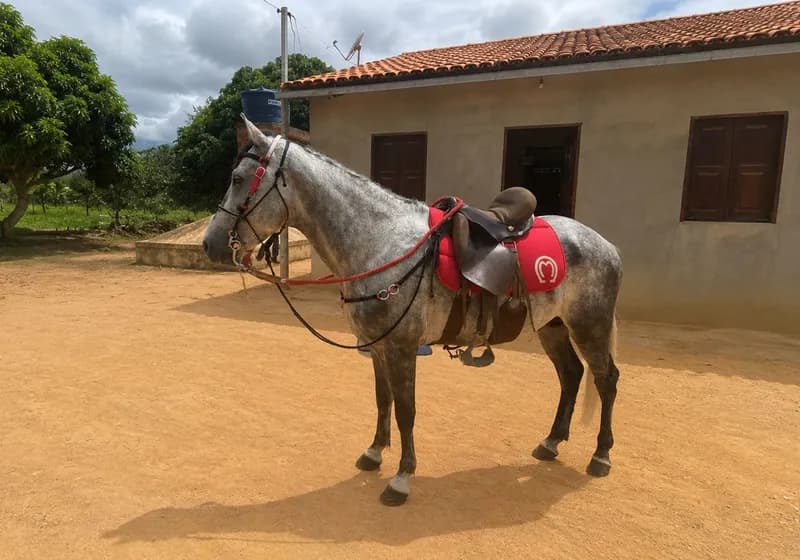 Cavalo Meio Sangue Mangalarga