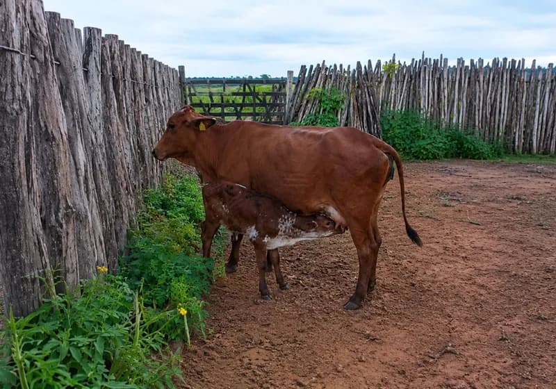 Lote com Três vacas Sindi 3/4 de excelente qualidade