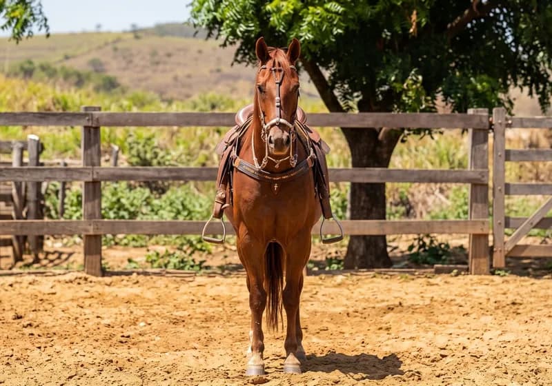Égua Princesa Doremi com Registro M286040
